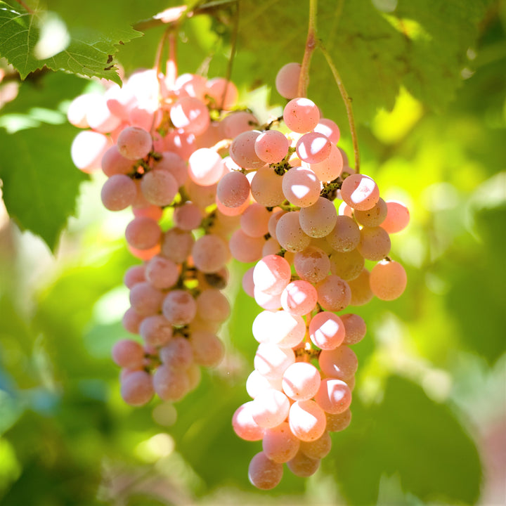 登美の丘＜甲州＞2022 – SUNTORY FROM FARM Online Shop