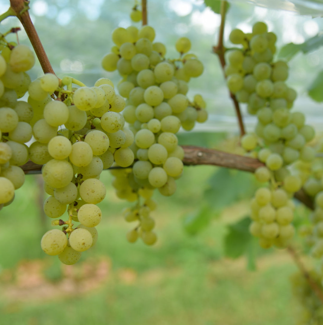 塩尻 ソーヴィニヨン・ブラン 2024｜ワインのみらい – SUNTORY FROM