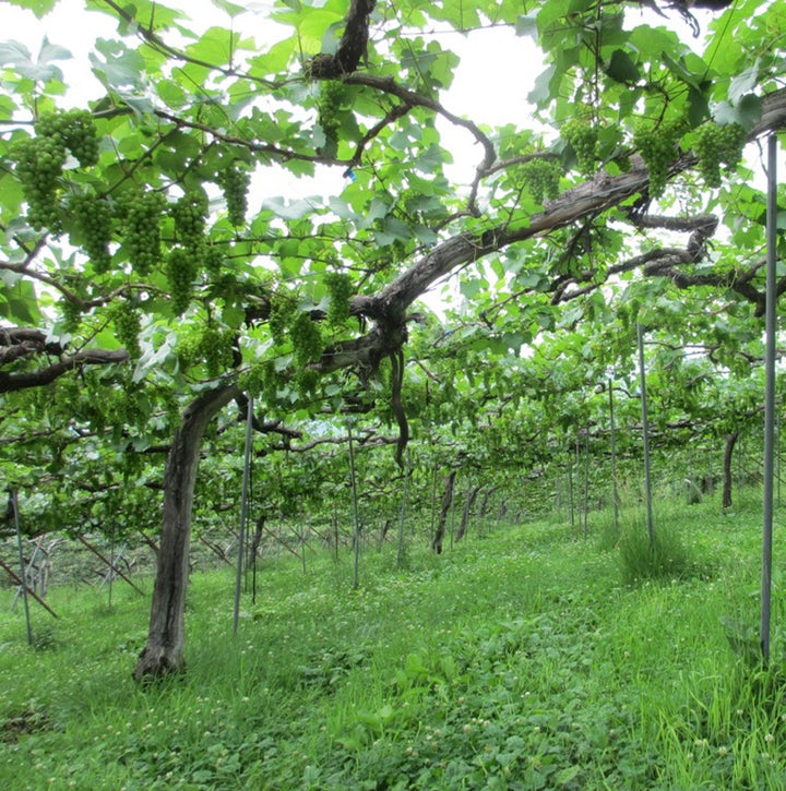 コ*ラ様 【希少】シャルボン　ノースリーブ　ホワイト✕イエロー メンズMサイズ かみのやま シャルドネ 2022 – SUNTORY FROM FARM Online Shop