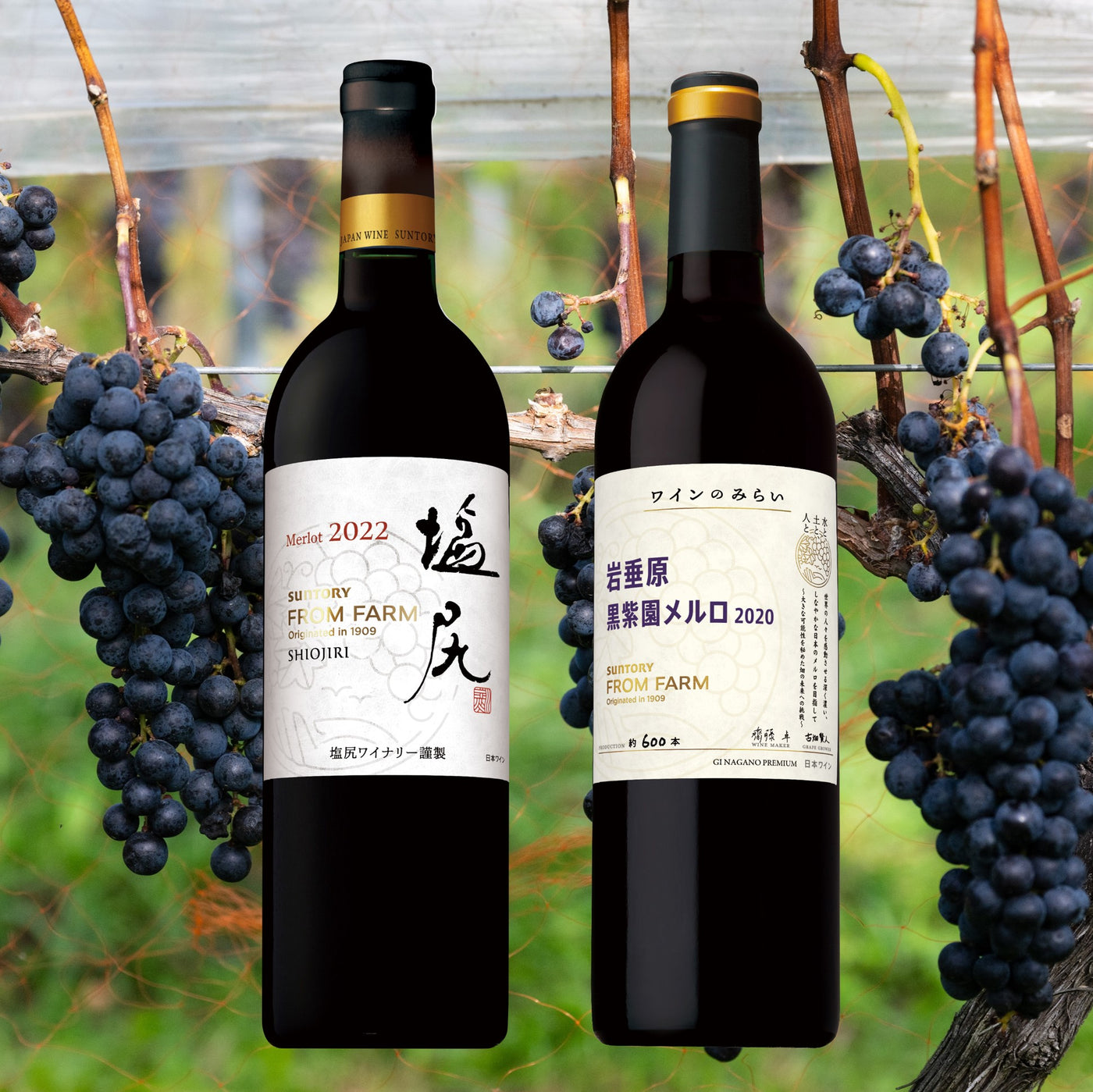 【11/22(土)】つくり手が案内！ワイナリーツアー　塩尻ワイナリーの赤ワインづくり