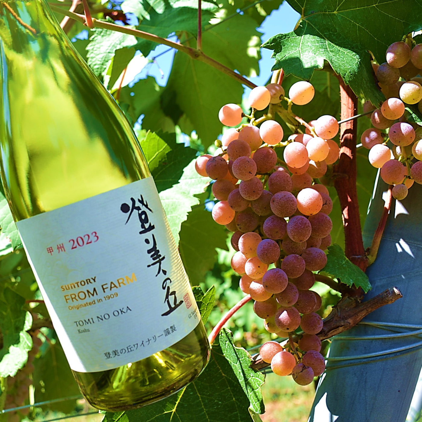 普段の食卓にピッタリ! 万能白ワイン３本セット