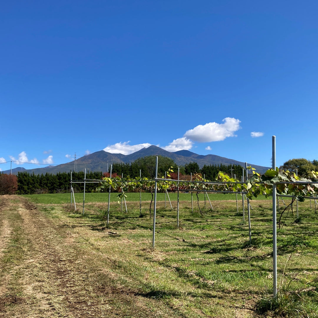 信州富士見町産 甲州 ブリュット 2022 – SUNTORY FROM FARM Online Shop